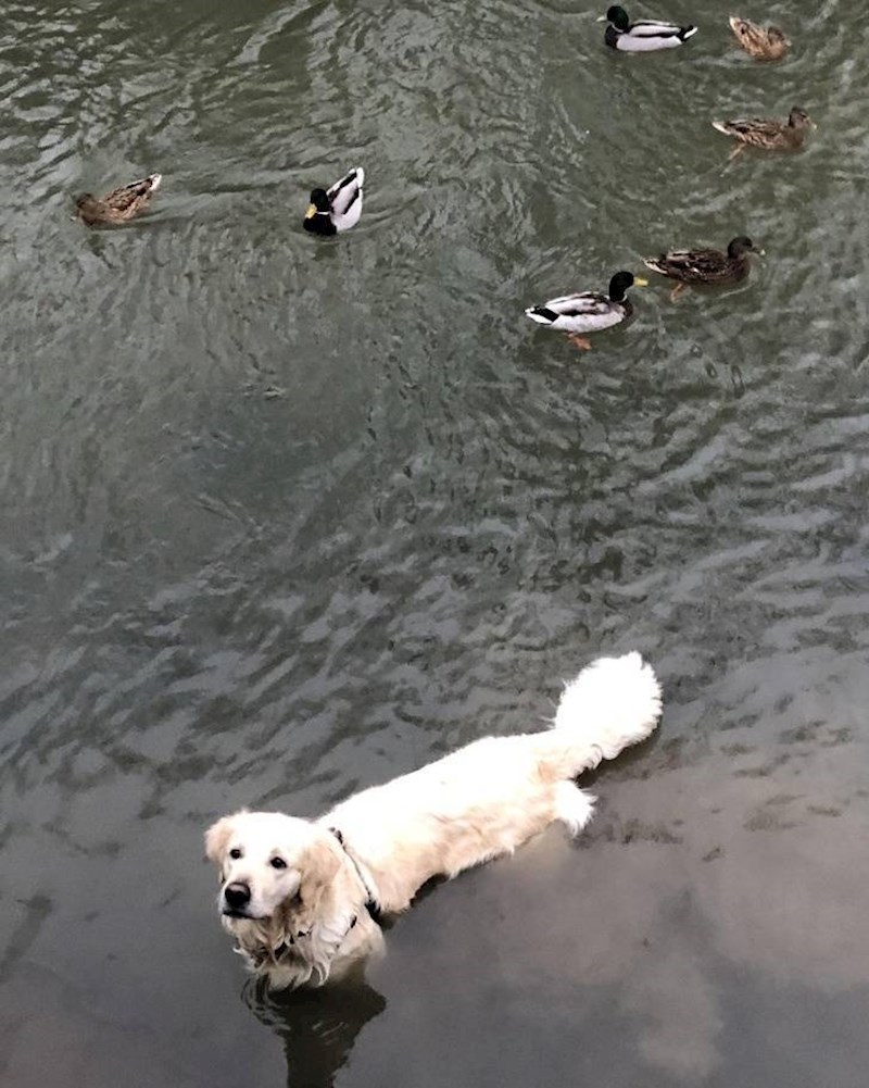 6. Vidio je da hranimo patke i sad se pravi da je i on jedna od njih u nadi da ćemo i njemu nešto dati