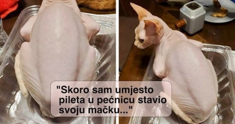 15 prizora koji će zbog vrhunske kamuflaže prevariti i najbistrije umove