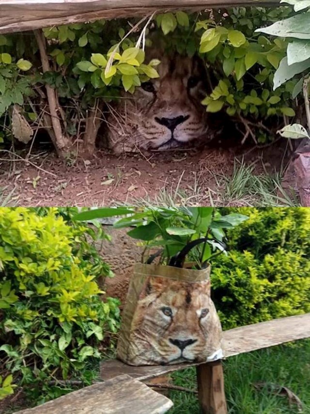 10. "Susjeda je prijavila policiji da je u našem dvorištu lav."