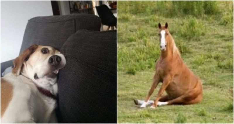 20+ smiješnih fotografija životinja koje će vam popraviti raspoloženje u tren oka