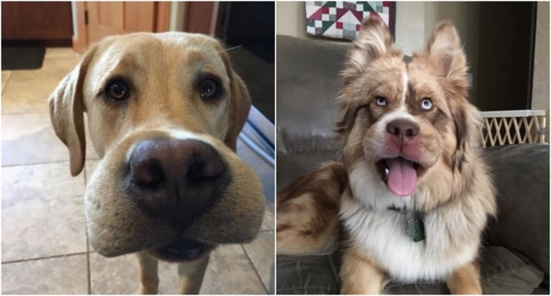 20+ sirotih pasa koji su u ratu protiv osa izvukli deblji kraj