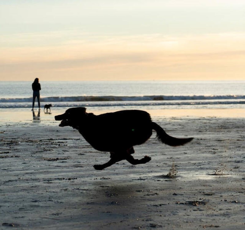14. Snimila sam svoga psa u trgu i dobila najbolju fotku ikad