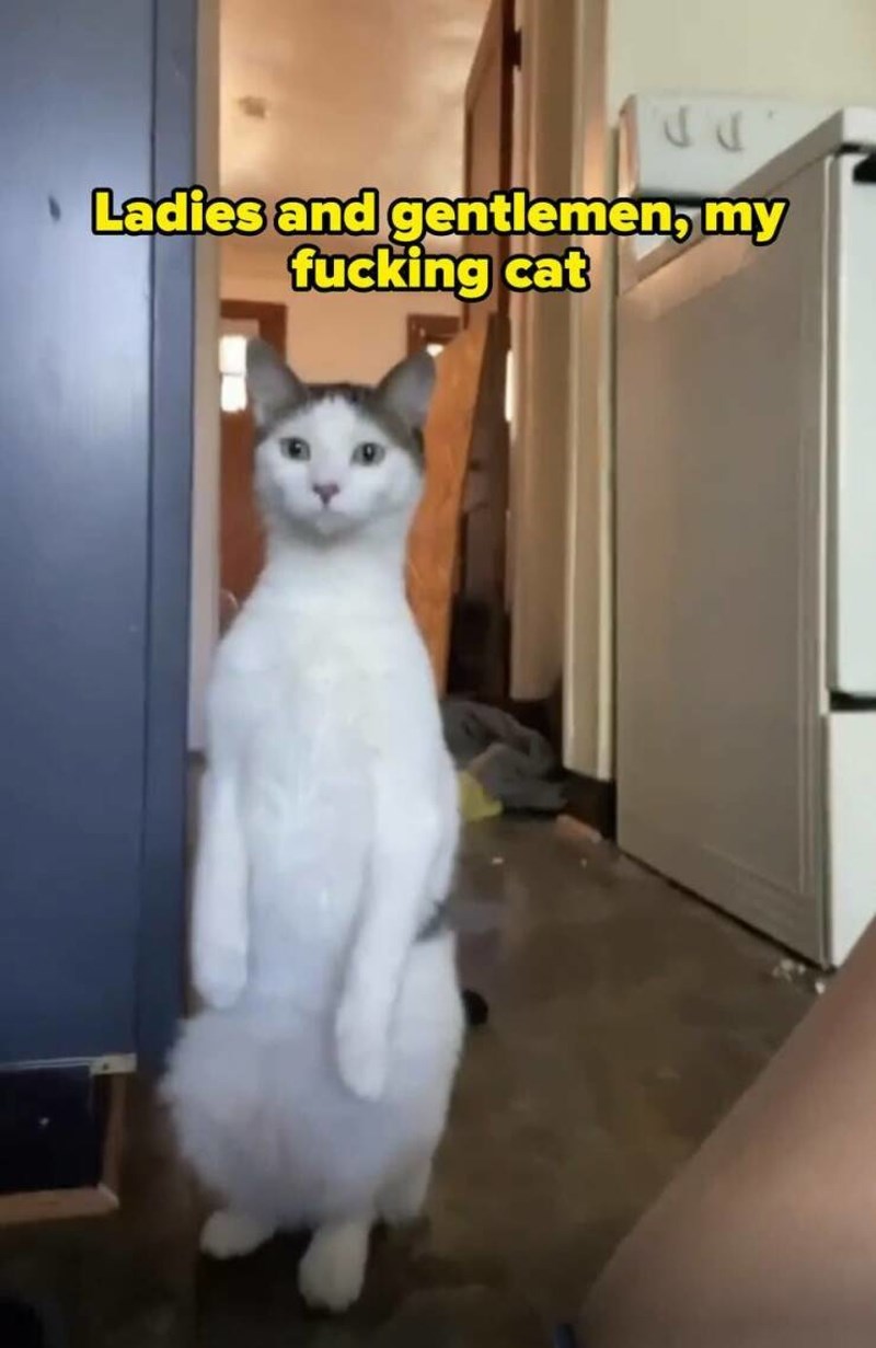 8. Dame i gospodo, ovo je moja mačka