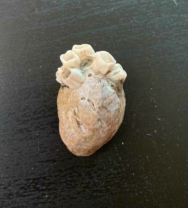 14. Školjka izgleda kao ljudsko srce