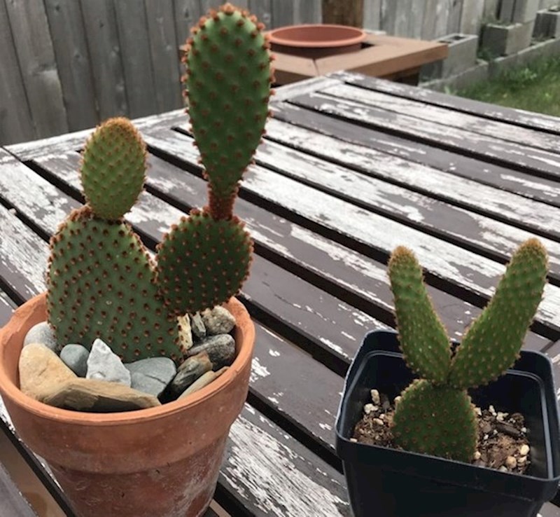 5. Lijevi kaktus izgleda kao špiljski čovjek, a desni kao zec