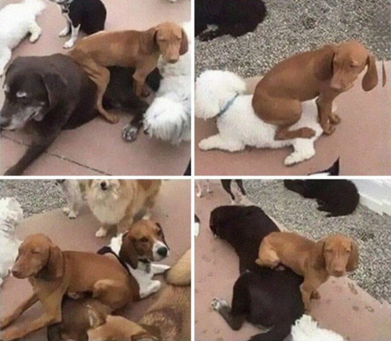 19. Uvijek sjedne na psa koji mu se sviđa 🤣