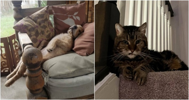 19 puta kad su nas kućni ljubimci zabavili svojim ljudskim karakteristikama