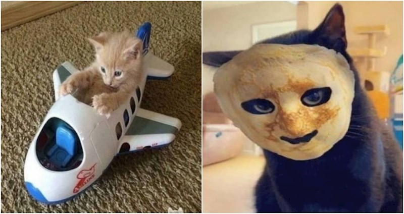 20+ urnebesnih fotki životinja koje će vas oraspoložiti u tren oka