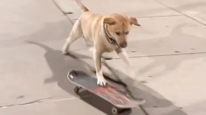 Pas koji "vozi" skateboard oduševio je ljude na Instagramu, snimku ćete sigurno pogledati više puta