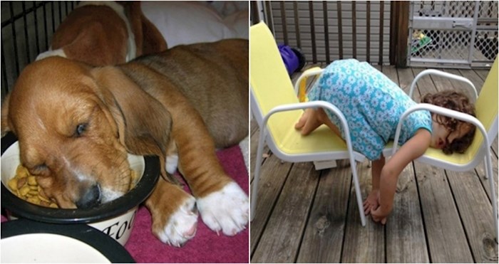 17 smiješnih fotki na kojima se vidi da djeca i životinje mogu zaspati bilo kad i bilo gdje