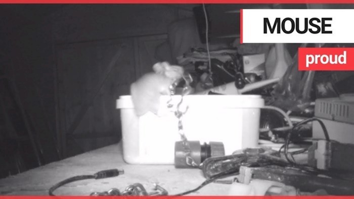 "Mislio sam da sam prolupao" Djed je noćnom kamerom snimio miša koji mu cijelo vrijeme slaže alate