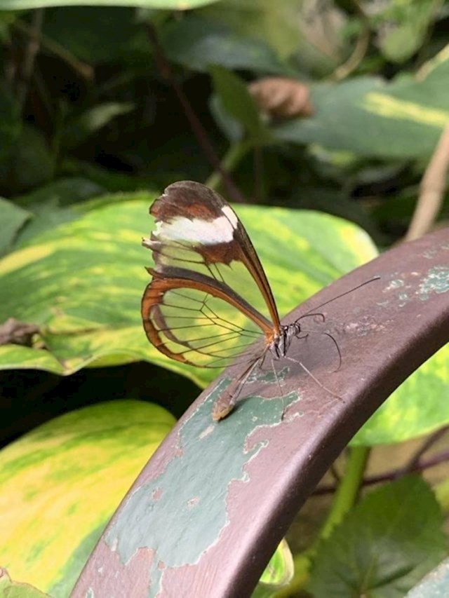 "U svome sam vrtu vidjela leptira s prozirnim krilima..."