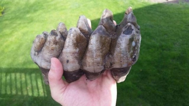 4. Zub mastodonta, izumrle životinje koja je bila slična slonu