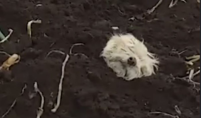 Pas ima bizaran hobi koji je nasmijao milijune, snimka je urnebesna
