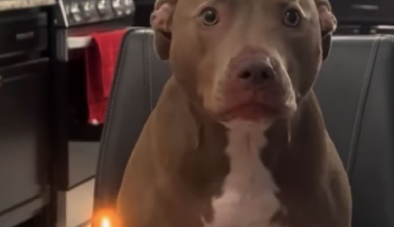 Kupili su psu tortu za rođendan, ali se nisu nadali onome što je uslijedilo. Snimka je hit!