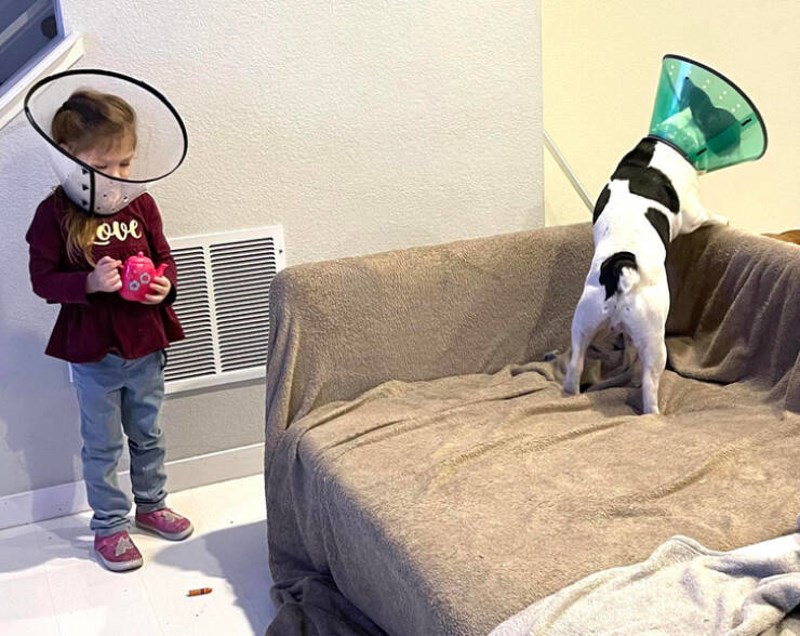 10. Plakala je sve dok nije dobila svoj ovratnik.