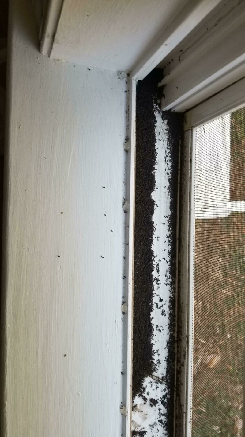 5. Kupili smo novu kuću i na prvi lijepi dan odlučili otvoriti prozor. Skoro smo se onesvijestili.