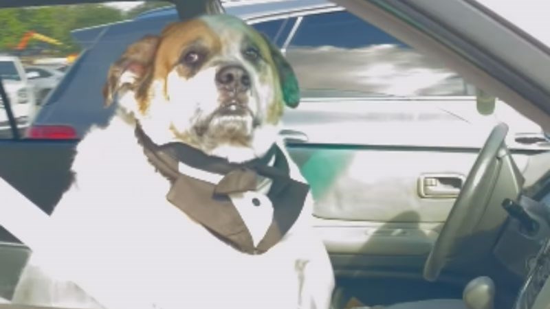 Prolaznik je na parkiralištu uočio nesvakidašnji prizor, snimka je odmah postala viralni hit