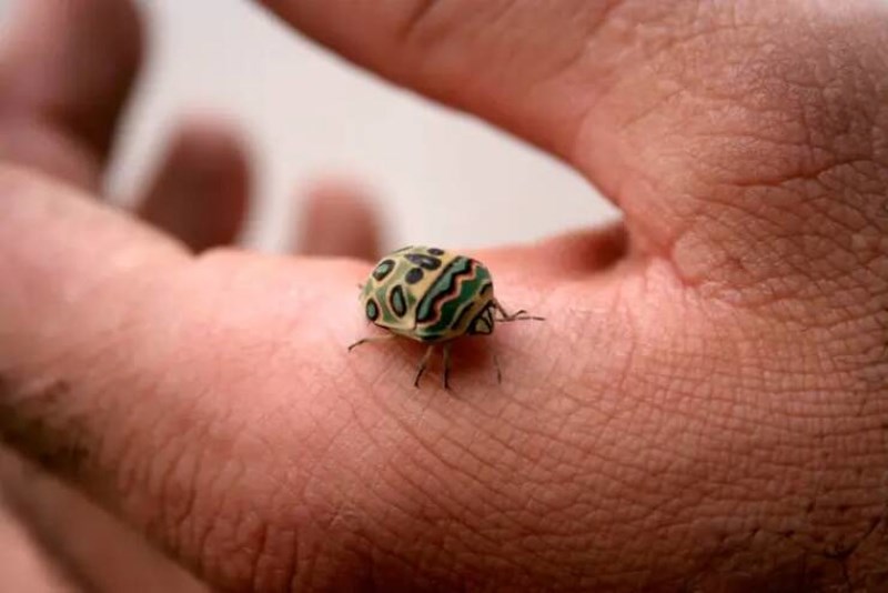 14. Predivan kukac koji podsjeća na Piccasove slike