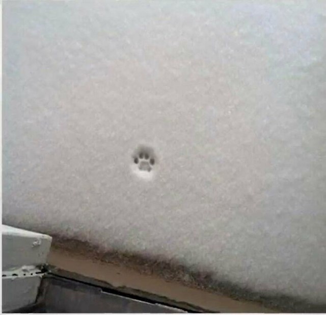 1. Maca je pokušala izaći na snijeg. Nije uspjela.