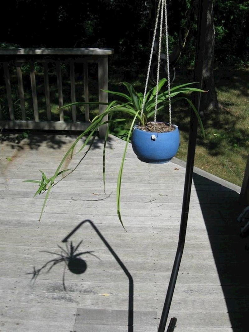 3. Biljka čija sjena izgleda poput pauka