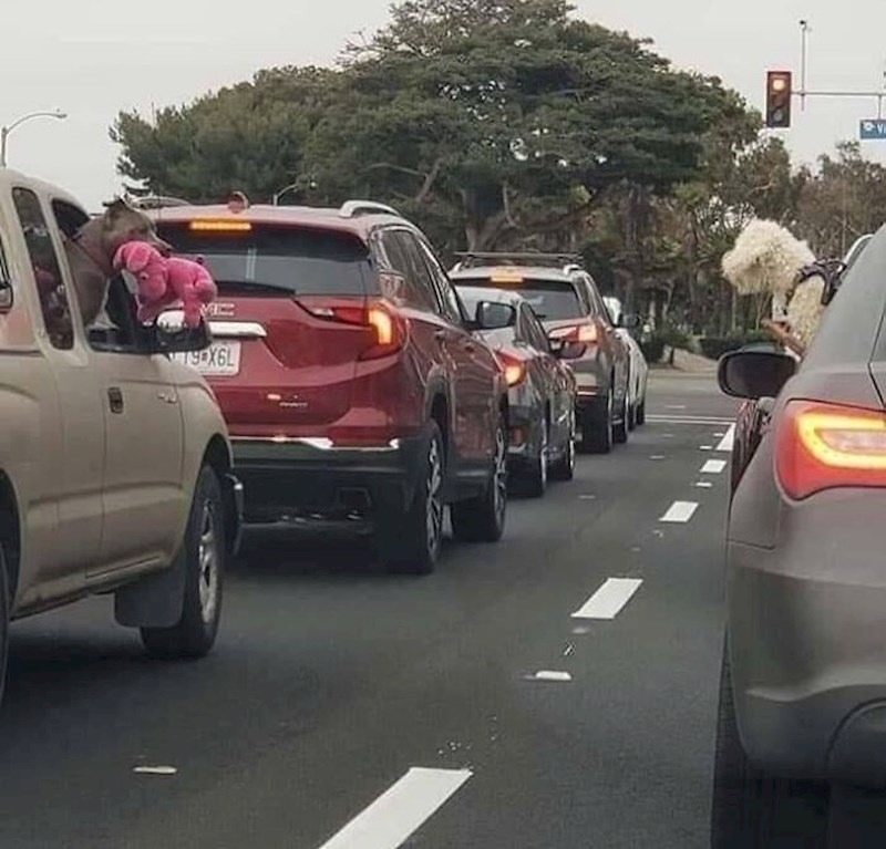 15. Pas je izvadio igračku da ju pokaže psu u drugom autu