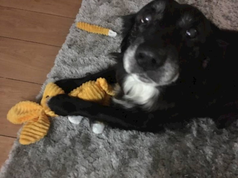 7. Dobila je novu igračku koja nije izdržala niti 5 minuta