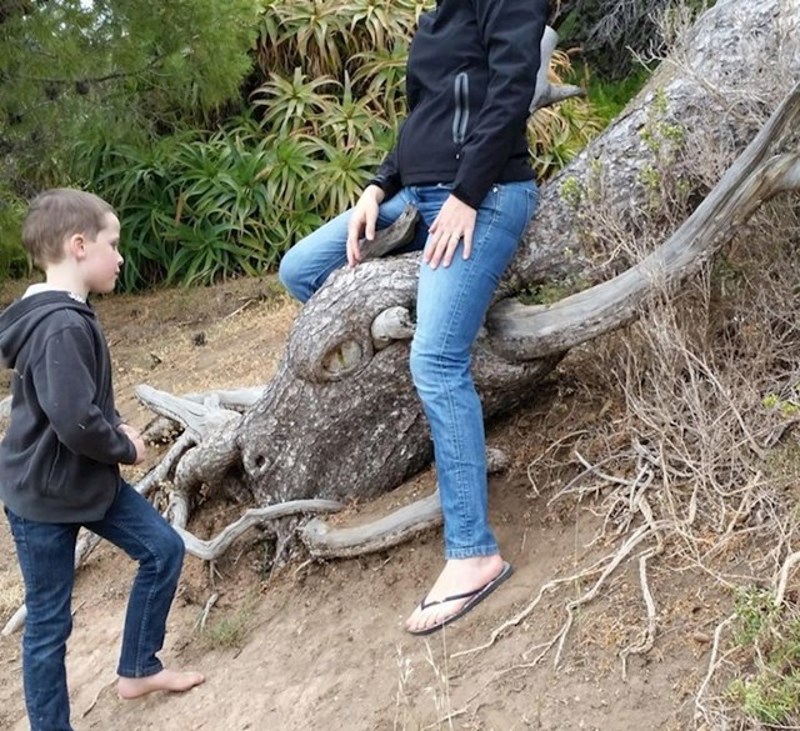 9. Staro srušeno drvo izgleda kao zmaj