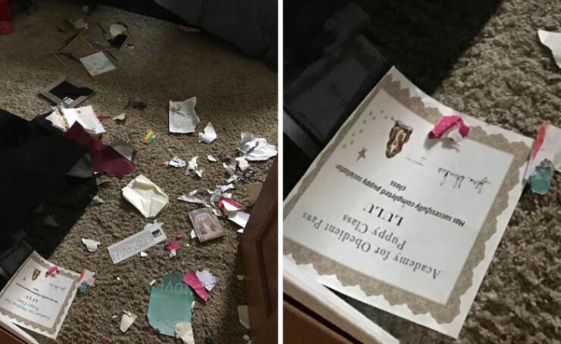 4. Pas je pojeo sve osim svoje potvrde o uspješno položenom tečaju poslušnosti