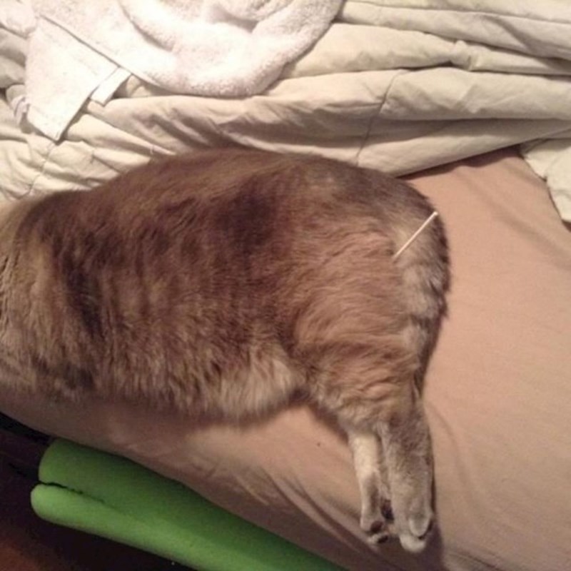 3. Dala sam sinu lizalicu. Evo gdje je završila.