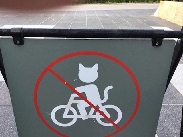 10. Također, vašoj će mački biti potrebna posebna dozvola za vožnju bicikla.