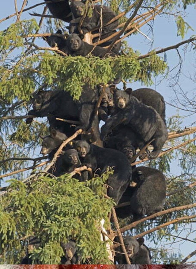 10. Skup medvjeda na jednom stablu