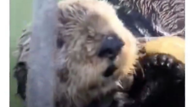 Snimka spašavanja morske vidre iz ribarske mreže raznježila je internet, ovo će vam popraviti dan