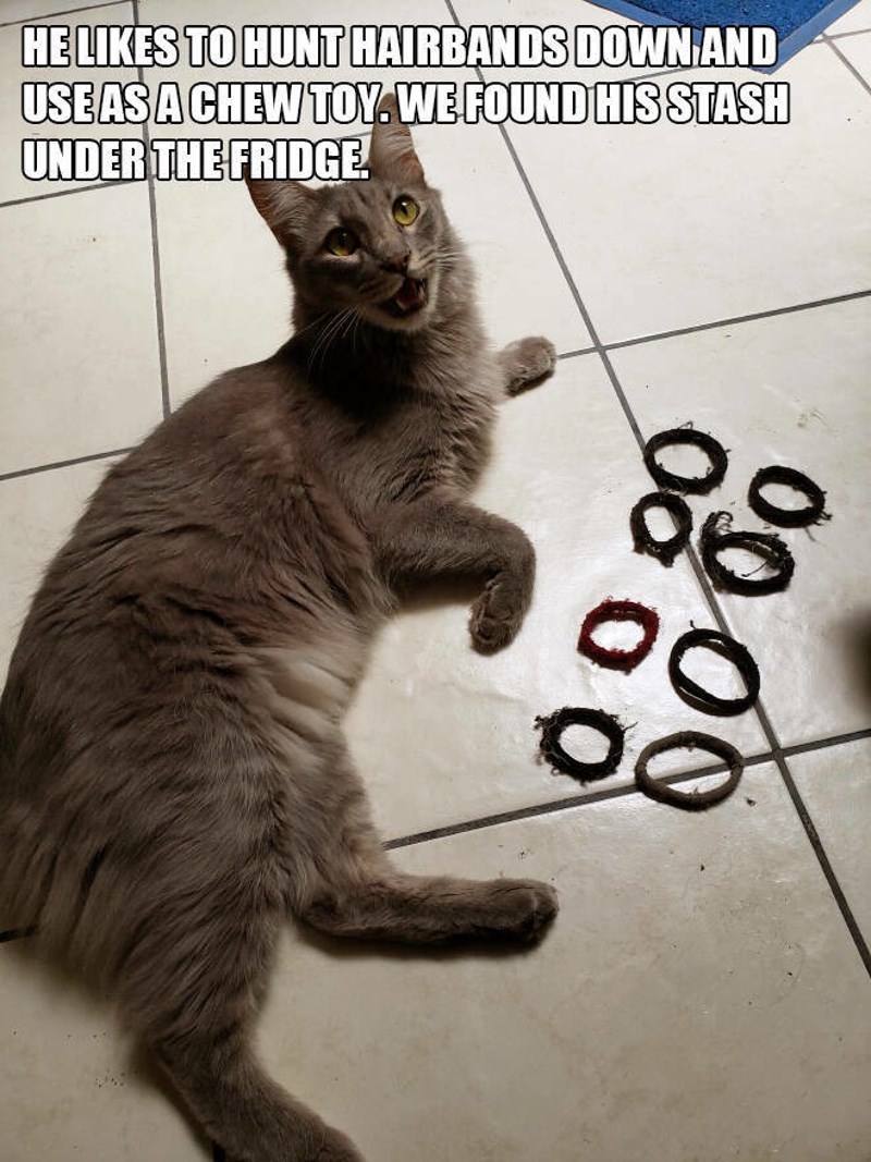 15. Obožava "loviti" gumice za kosu i koristiti ih za žvakanje. Pronašli smo njegovu kolekciju ispod frižidera.