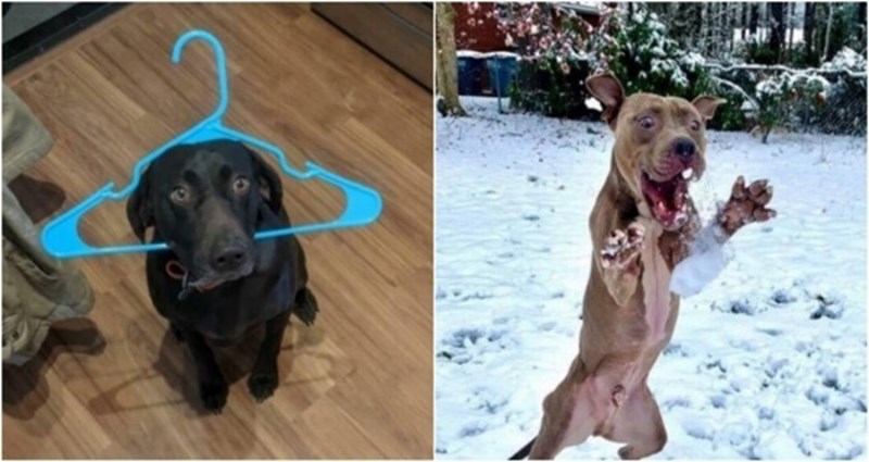 20+ smiješnih slika koje dokazuju da su psi pravi majstori komedije