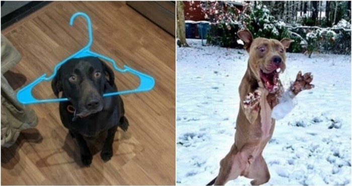 20+ smiješnih slika koje dokazuju da su psi pravi majstori komedije