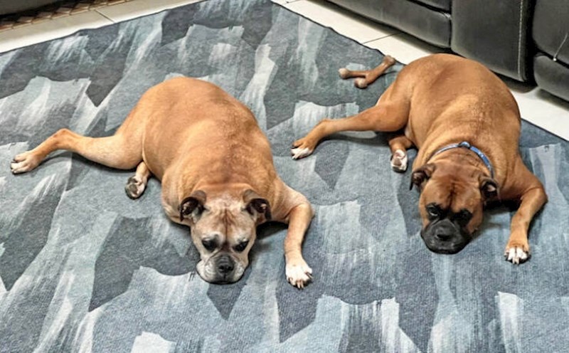 4. Moji psi spavaju u istoj pozi