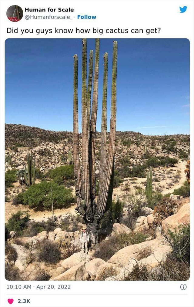 2. Divovski kaktus
