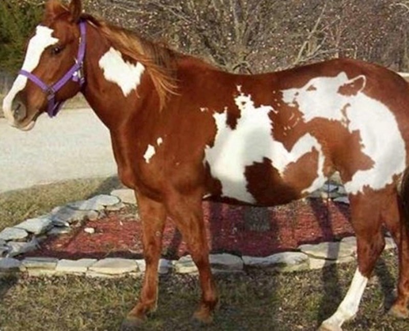 Konj ima nevjerojatne šare!