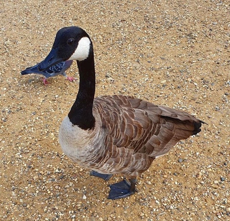 11. Golub je ušetao u kadar i učinio ovu pticu dosta neobičnijom nego što inače je