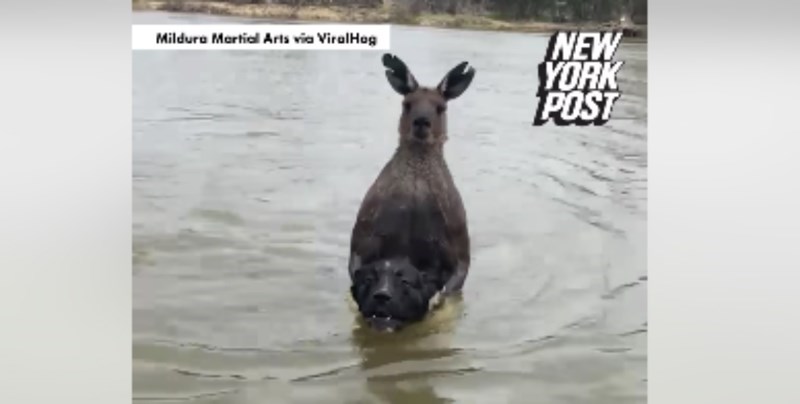 Klokan je pokušao utopiti psa, potresna snimka kako ga vlasnik spašava obišla je cijeli svijet