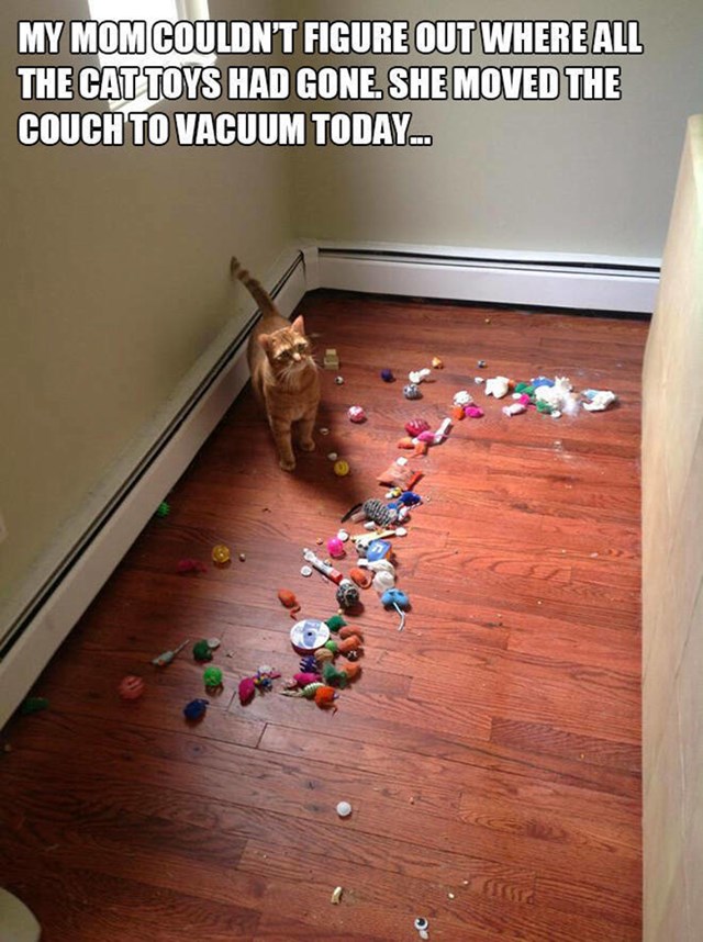 4. Moja mama nije mogla skužiti gdje su nestale sve mačje igračke. Danas je pomaknula kauč dok je usisavala...