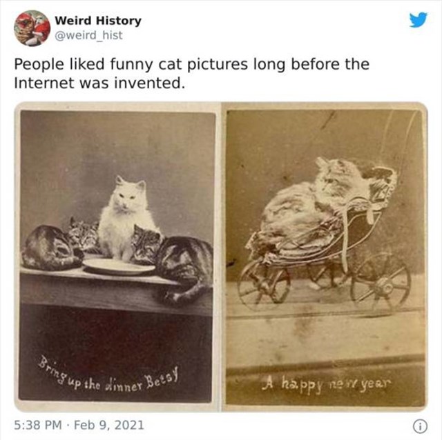 4. Ljudima su se sviđale smiješne slike mačaka puno prije no što je internet postojao