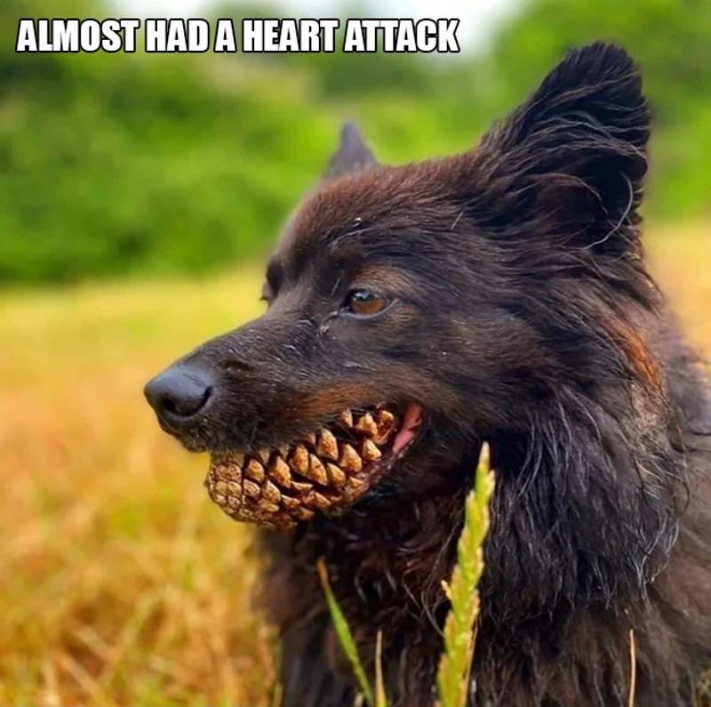 11. Još jedan kojemu je zbog vlastitog psa umalo otkazalo srce