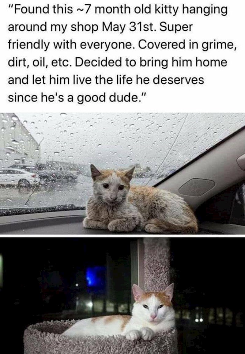 14. Udomljavanje životinje uvijek je dobra odluka