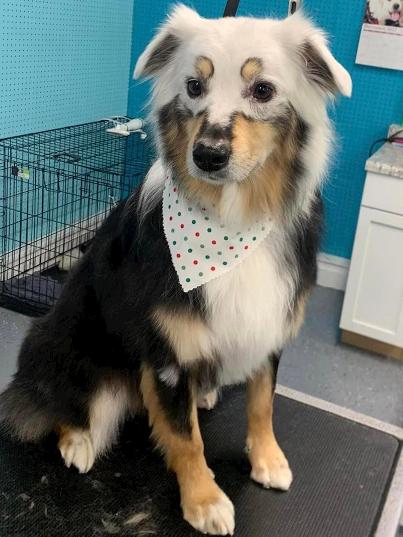 1. Ovako izgleda pas s vitiligom