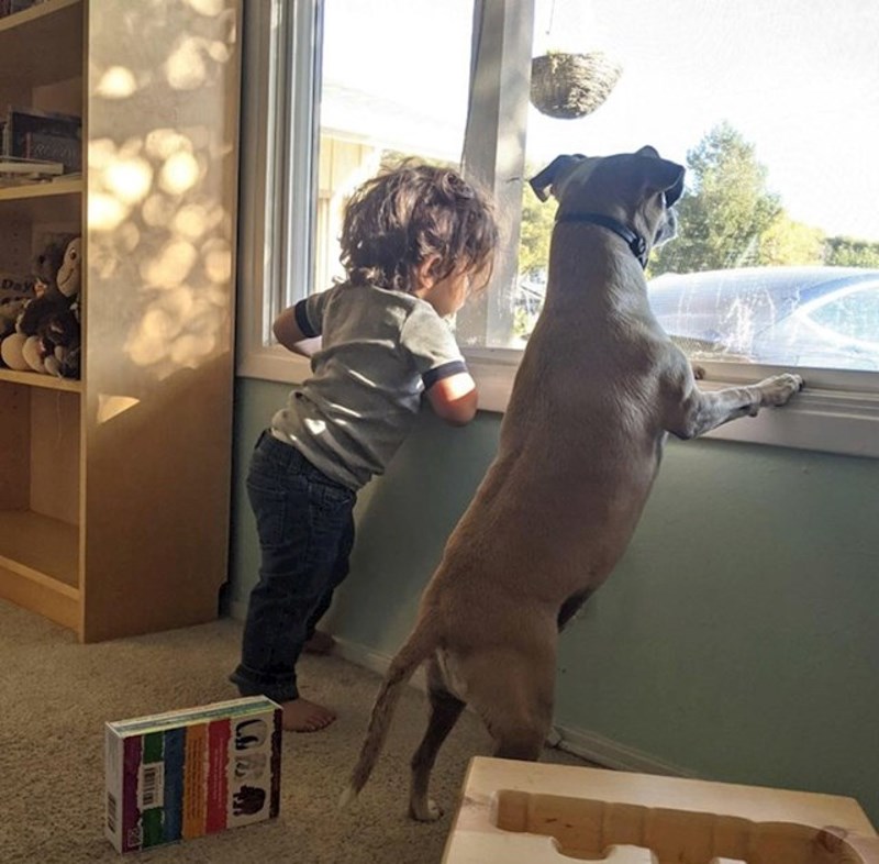 20. "Bojao sam se kako će se moj pas i sin slagati, ali strah je bio totalno neopravdan!"