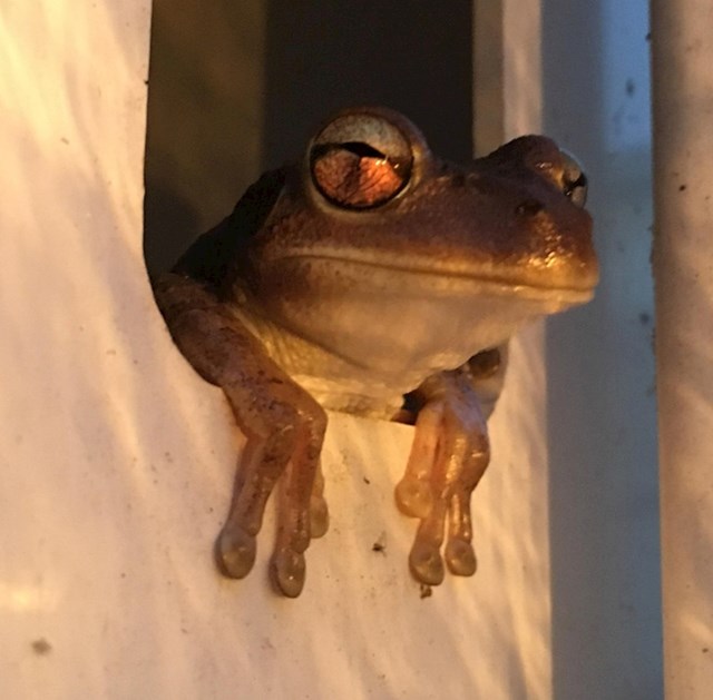 14. Ova žaba živi u mojoj ogradi