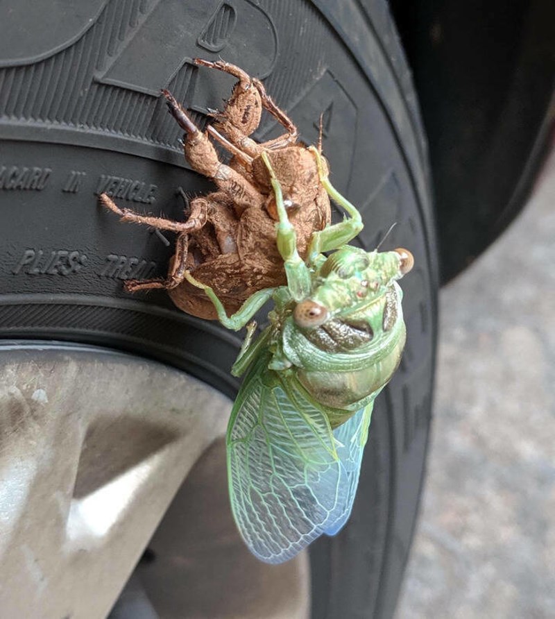 1. Vidio sam cvrčka koji je upravo izašao iz svojeg starog oklopa