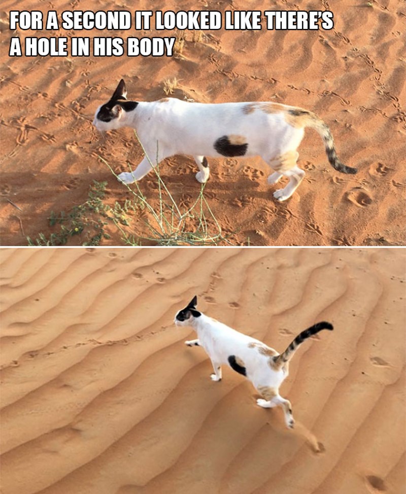 4. Na sekundu se činilo kao da mačka ima rupu u tijelu